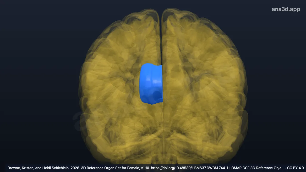Modelo 3D: Corpo caloso direito