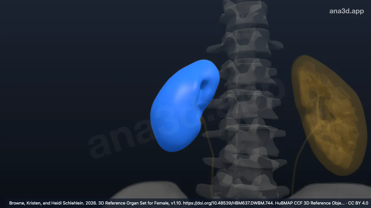 3D-Modell: Rechte Nierenrinde
