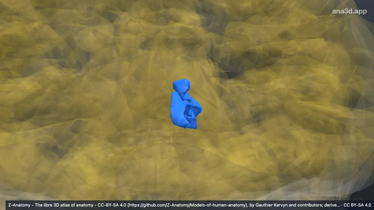 Modelo 3D: Córtex do cúneo esquerdo