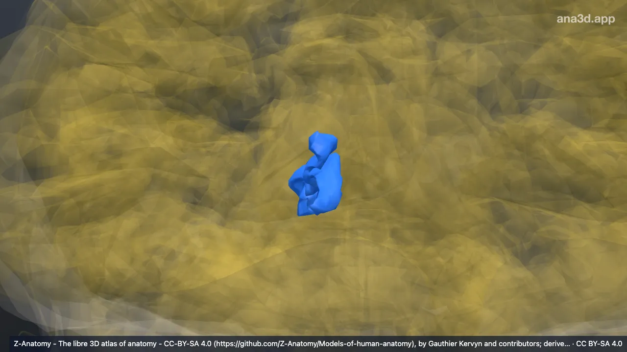 Modelo 3D: Córtex do cúneo direito
