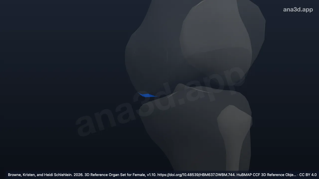 Model 3D: Titik paling distal kondilus medialis femur kiri