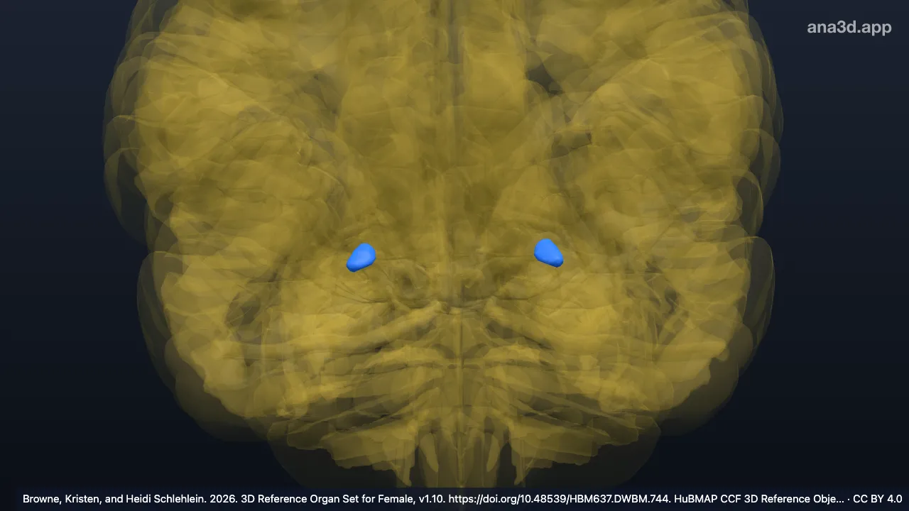 Modèle 3D : Noyau géniculé latéral dorsal