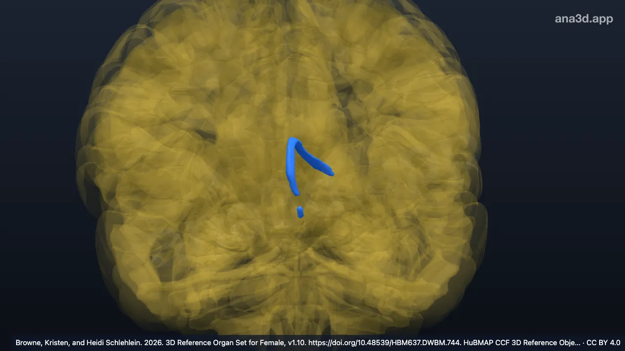 Modèle 3D : Fornix gauche de l'encéphale
