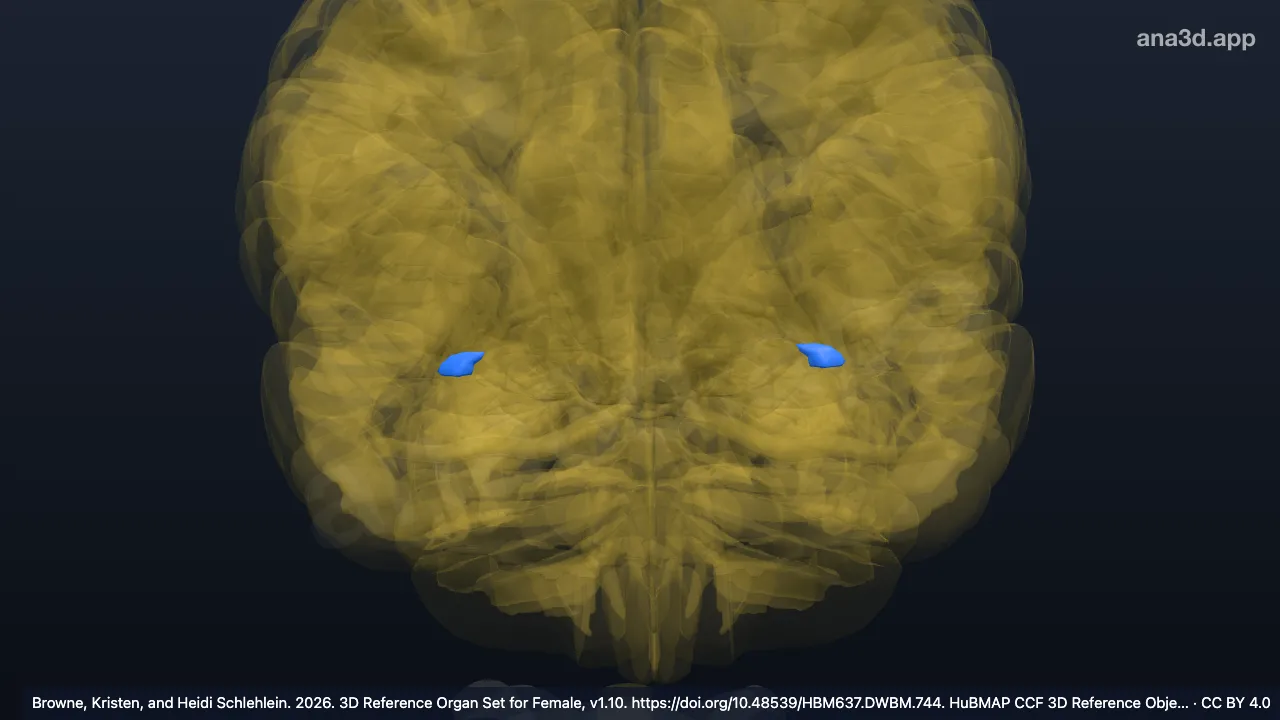 3D model: frontal agranular insular cortex area Fl