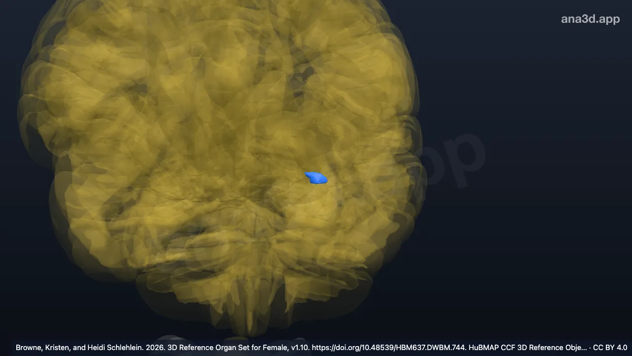 Modèle 3D : Aire Fl du cortex insulaire agranulaire frontal gauche