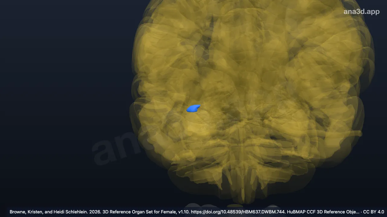 Modelo 3D: Área Fl de la corteza insular agranular frontal derecha