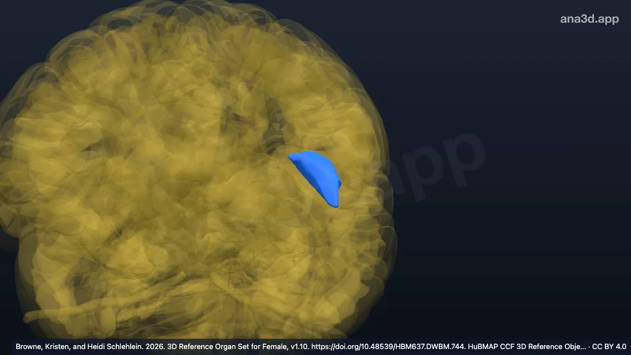 3D-Modell: Linkes Operculum frontale
