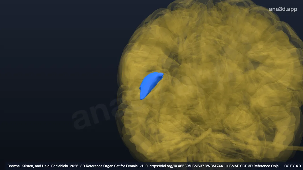 3D-Modell: Rechtes Operculum frontale