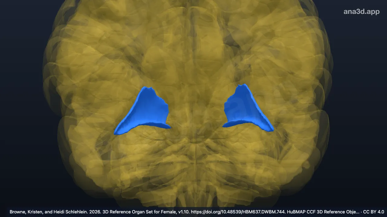 Modèle 3D : Pôle frontal