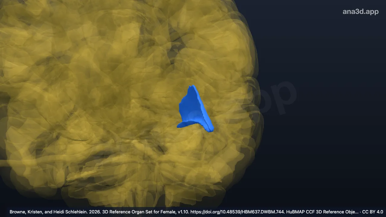 3D-Modell: Linker Polus frontalis