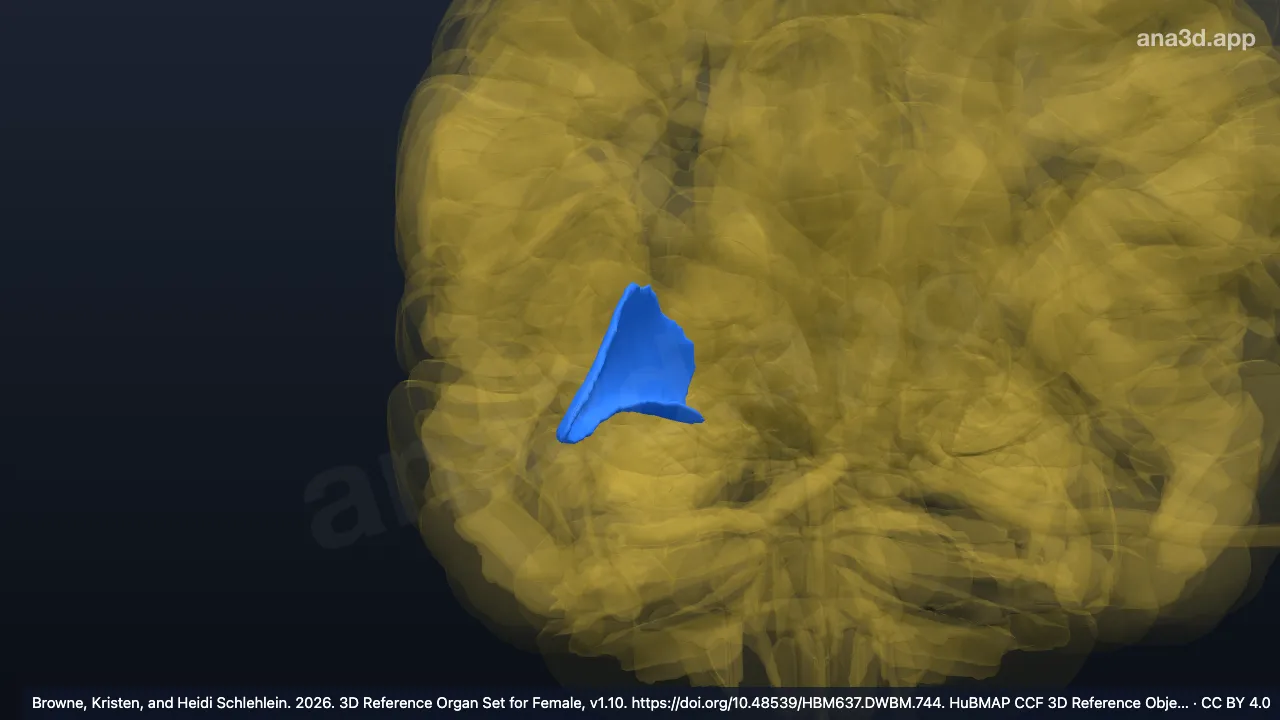 3D-Modell: Rechter Polus frontalis