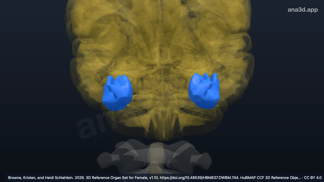 Model 3D: Girus frontomarginalis