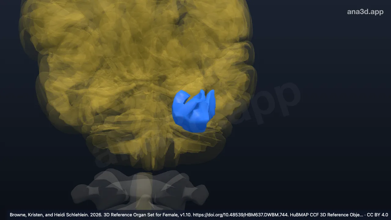 Modelo 3D: Giro frontomarginal esquerdo