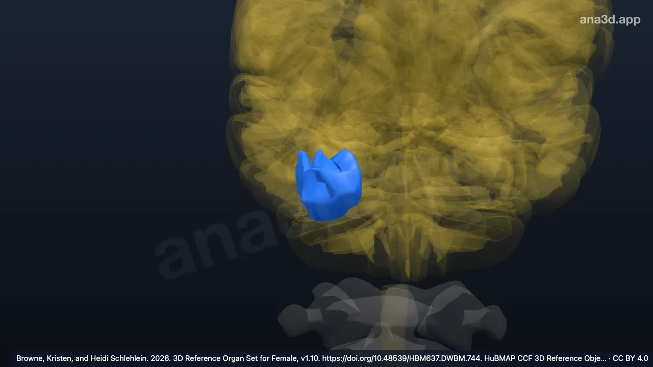 Modelo 3D: Giro frontomarginal derecho