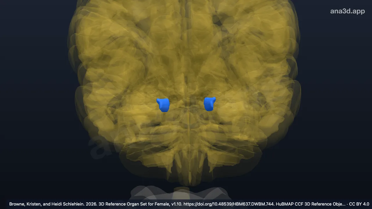 3D model: gyrus ambiens