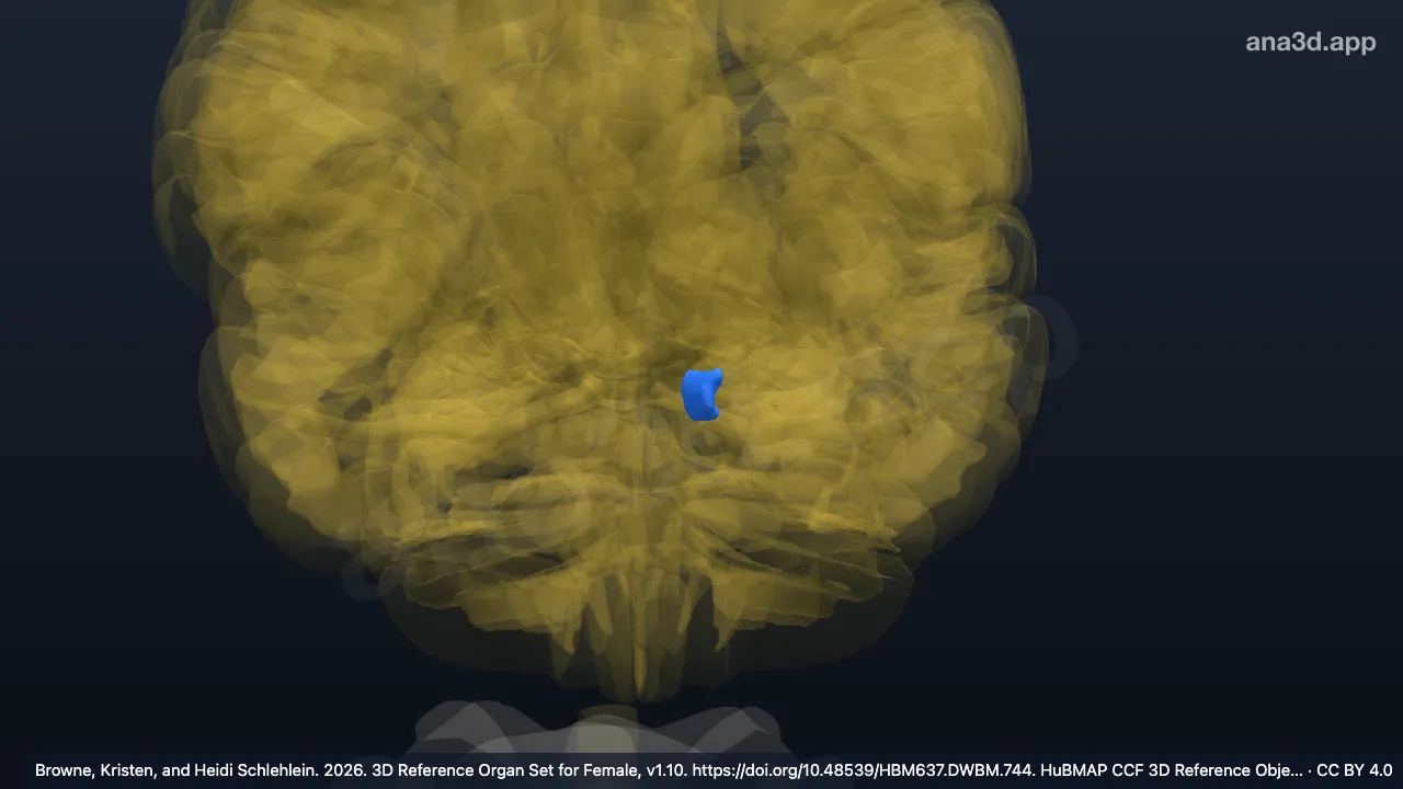 Modèle 3D : Gyrus ambiens gauche