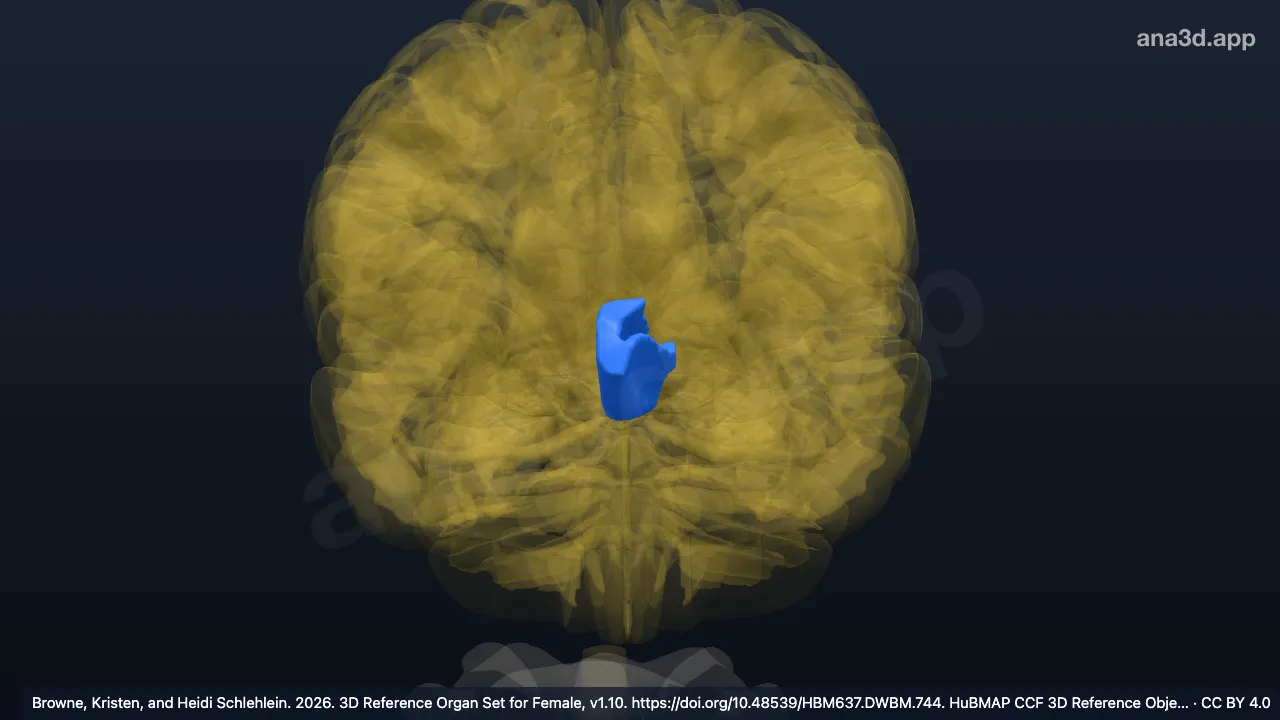 3D model: left gyrus rectus