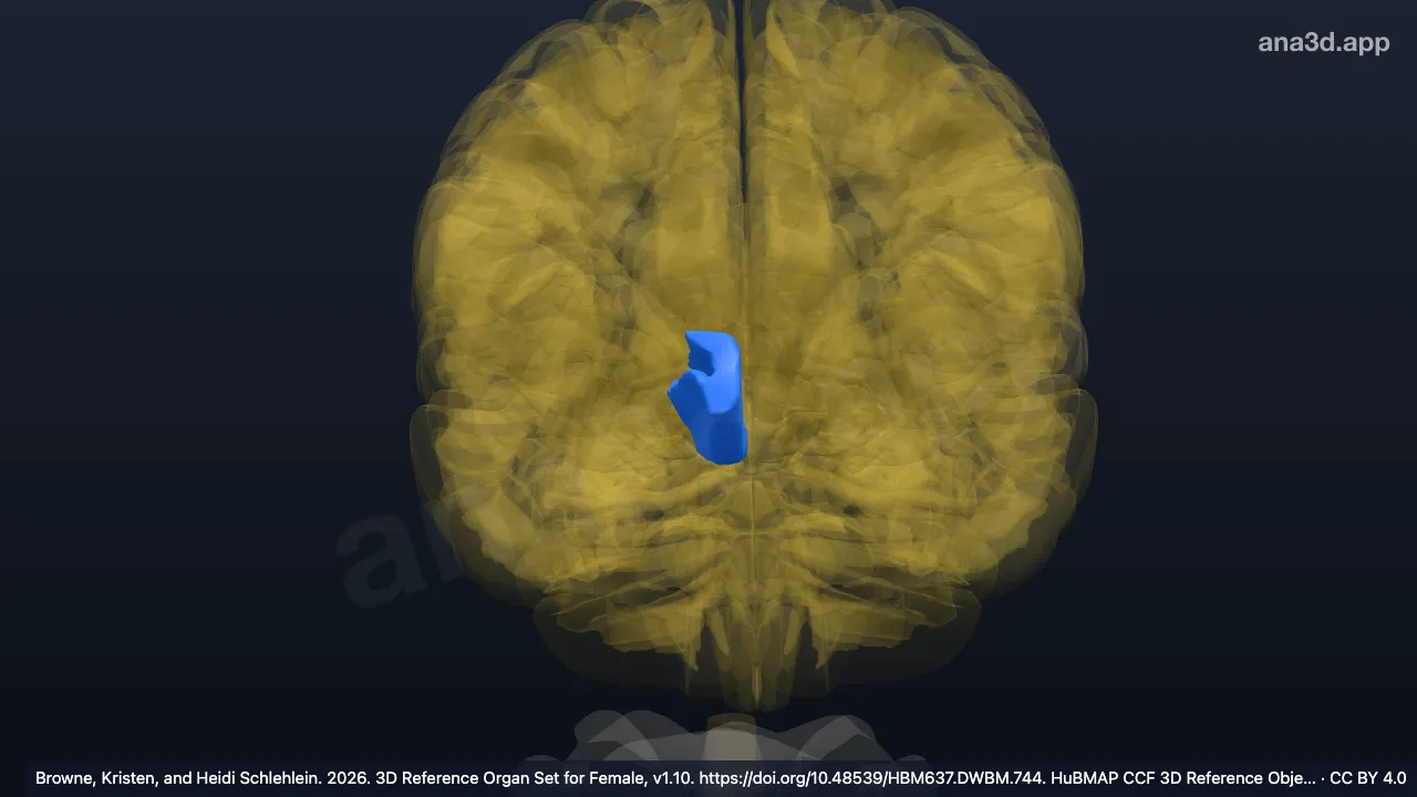 Modelo 3D: Giro recto derecho