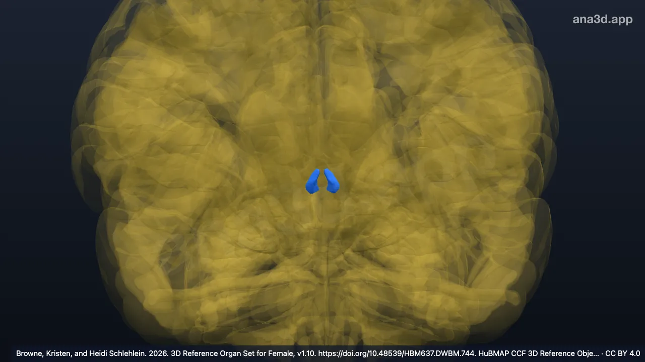 3D model: habenular nuclei