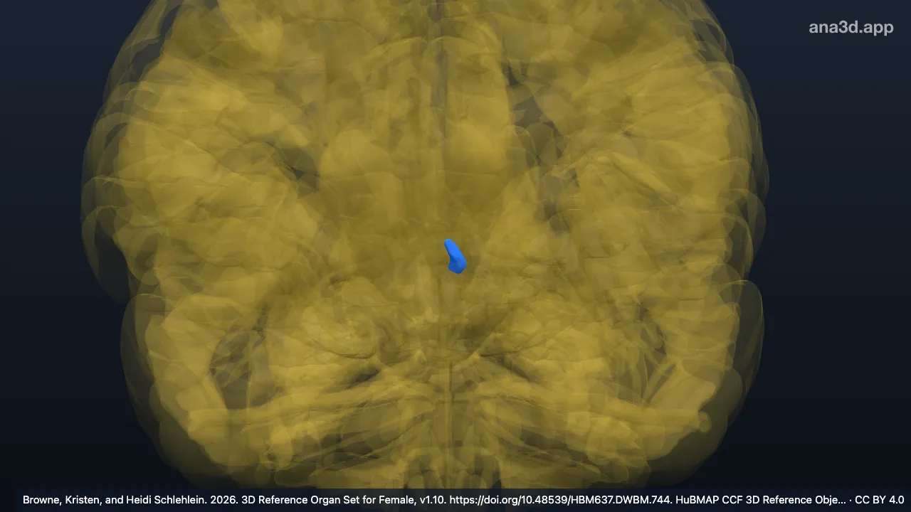 3D model: left habenular nuclei