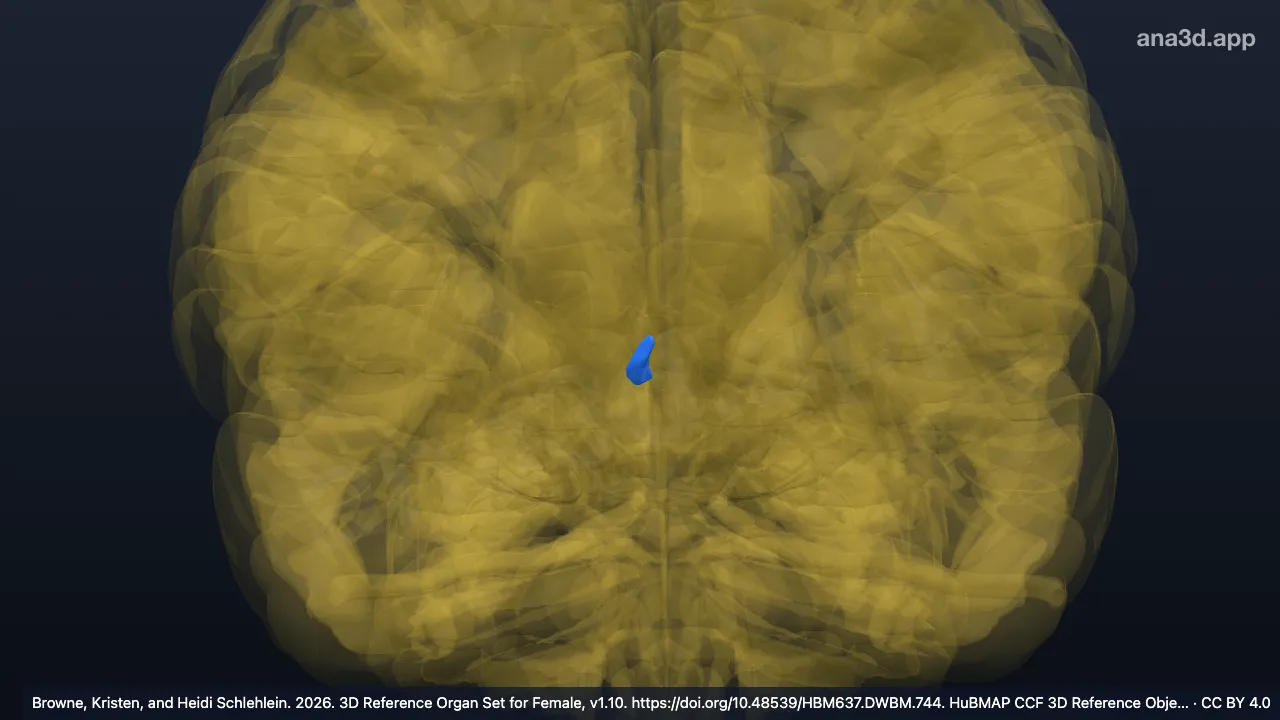 3D model: right habenular nuclei