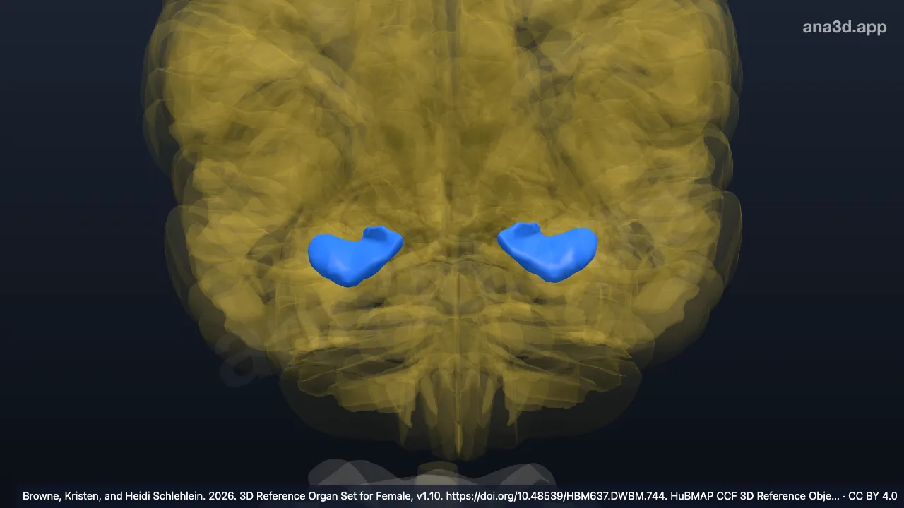 Modelo 3D: Cabeza del hipocampo