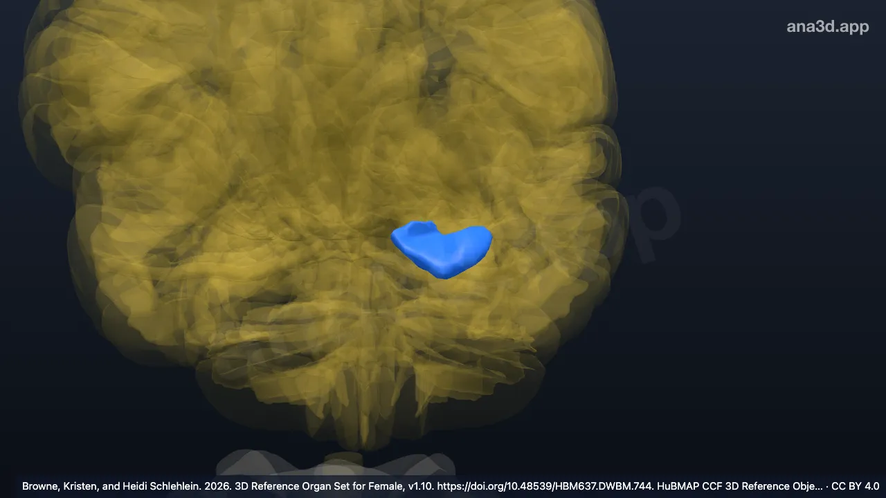 Modelo 3D: Cabeça do hipocampo esquerdo
