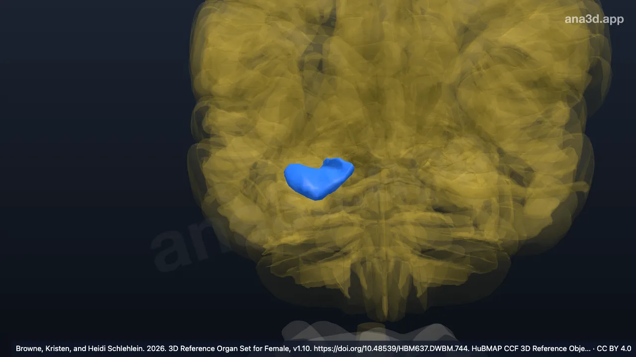Modelo 3D: Cabeça do hipocampo direito