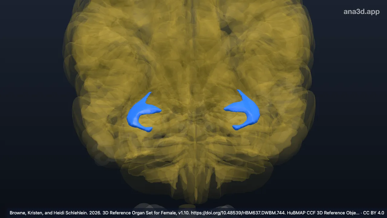 Modèle 3D : Corne inférieure du ventricule latéral