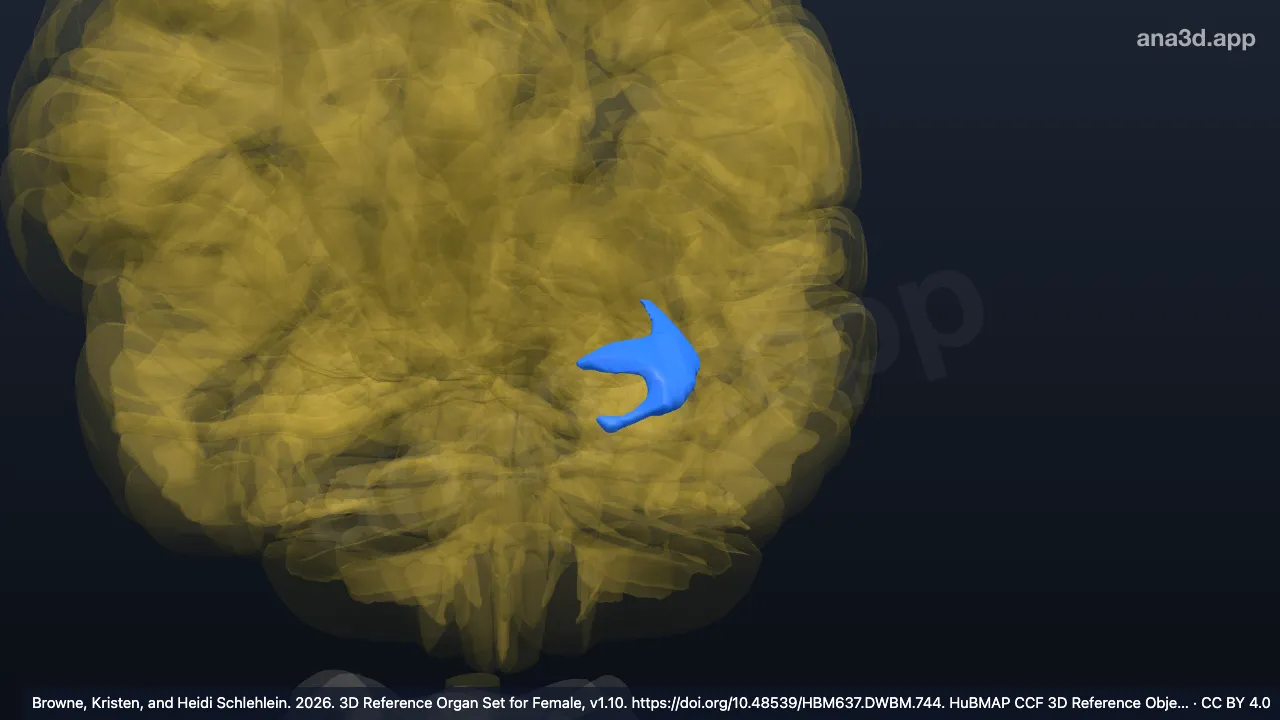 Modelo 3D: Corno inferior do ventrículo lateral esquerdo