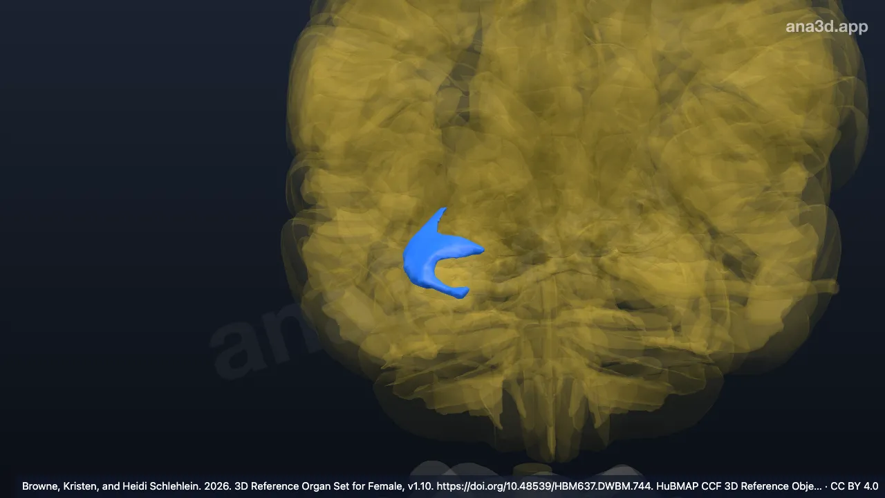 Modelo 3D: Asta inferior del ventrículo lateral derecho