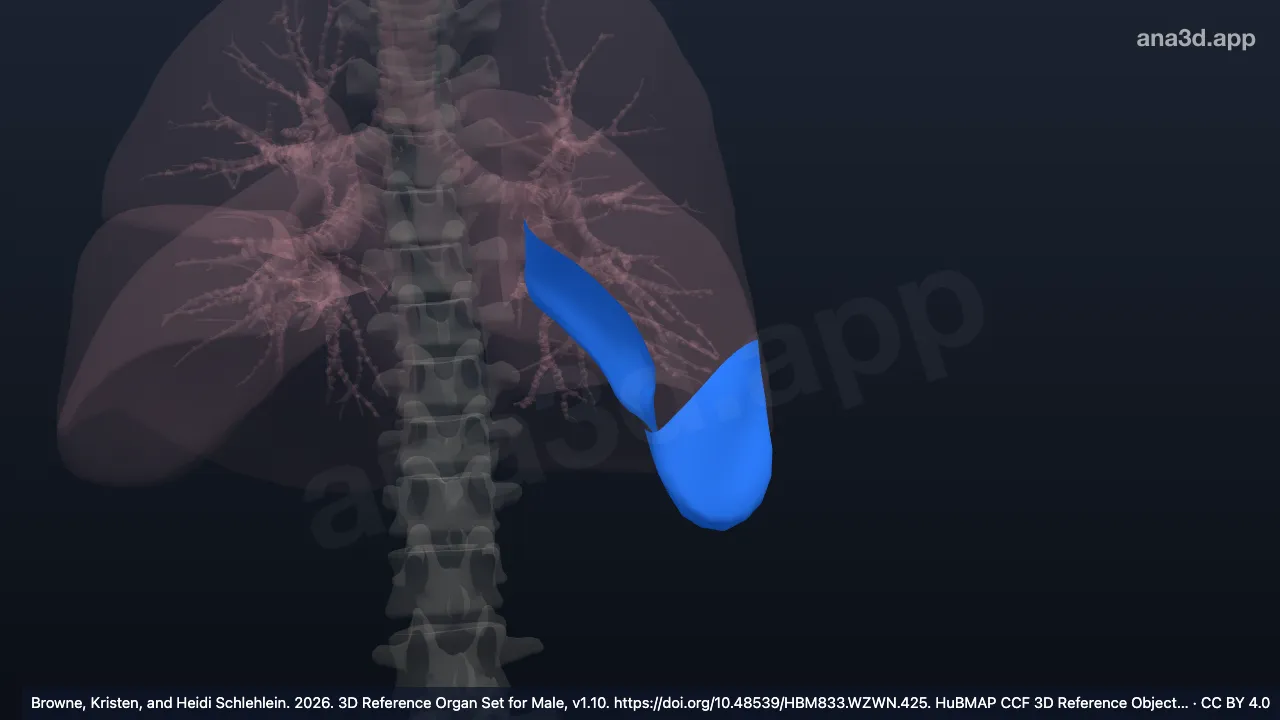 Modelo 3D: Segmento broncopulmonar lingular inferior izquierdo