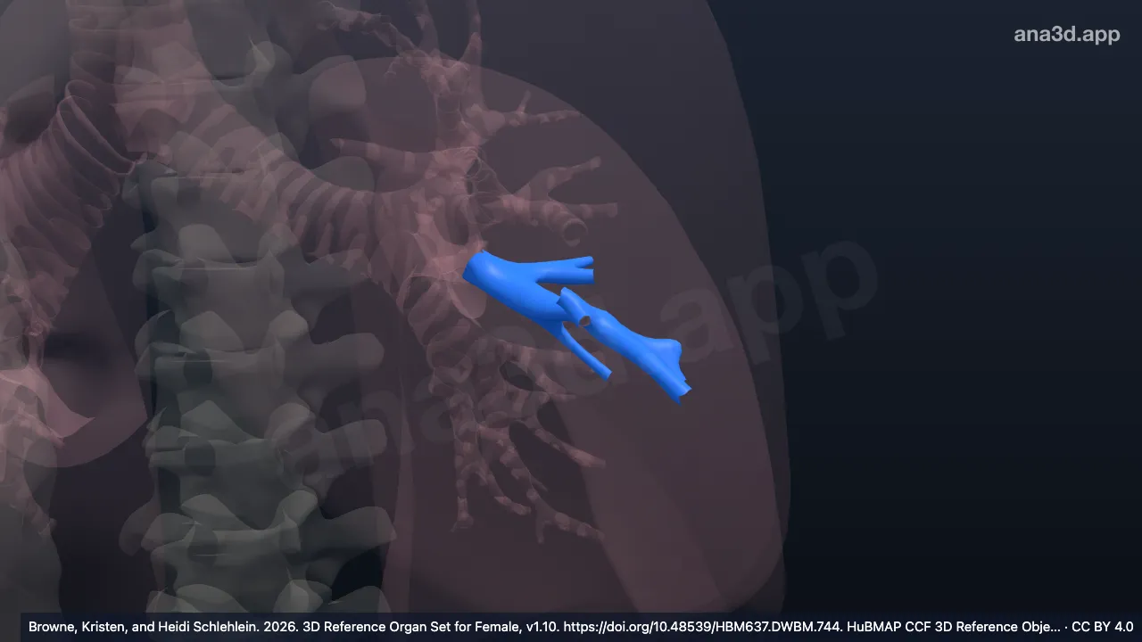 Modèle 3D : Bronche lingulaire inférieure gauche