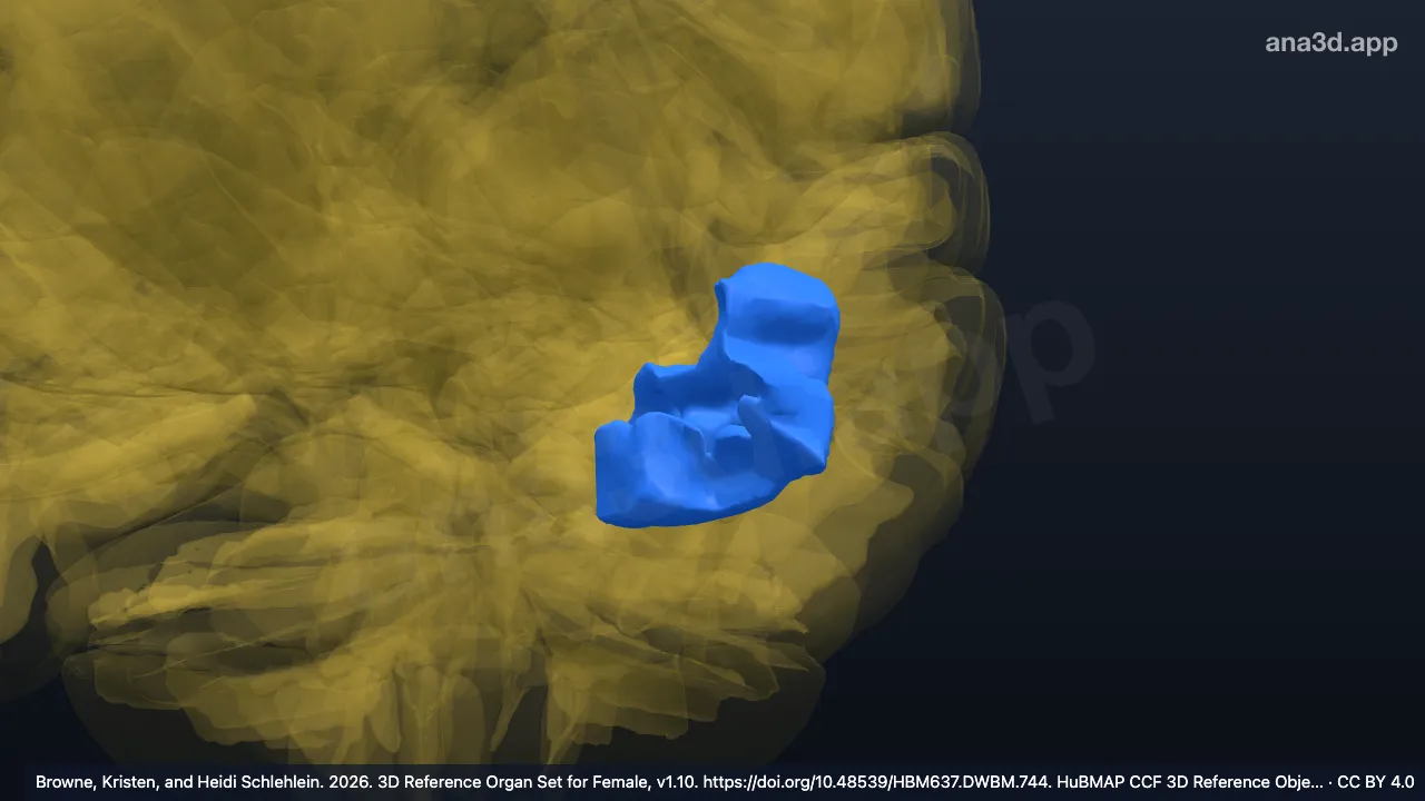 3D-Modell: Linker Gyrus occipitalis inferior