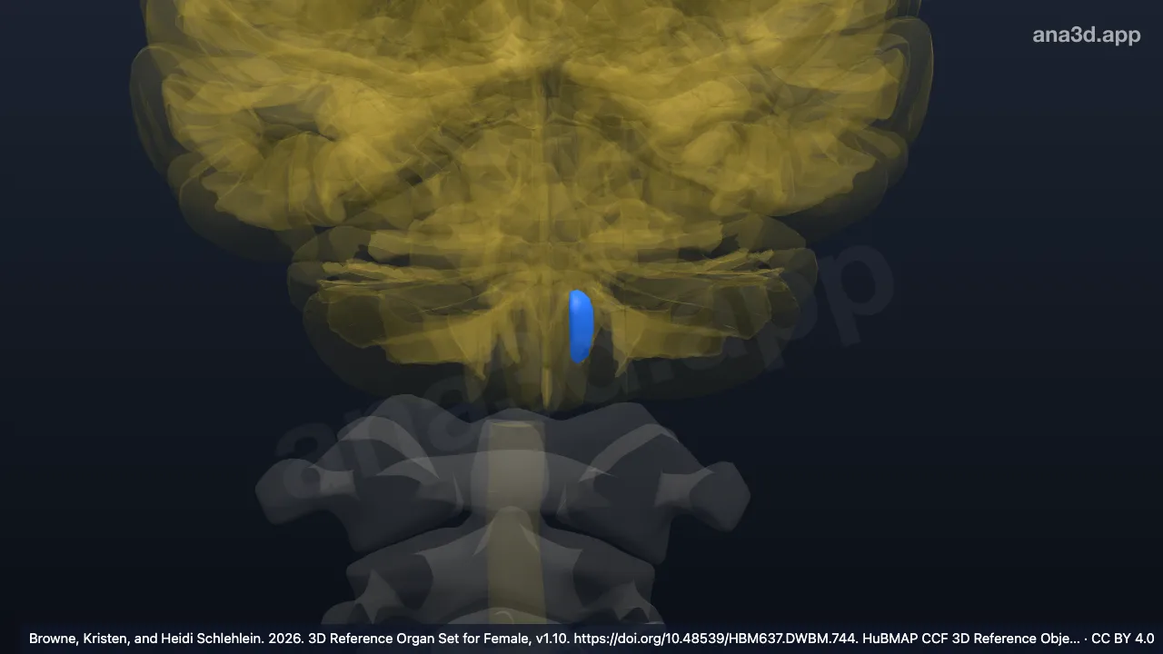 3D model: left inferior olive