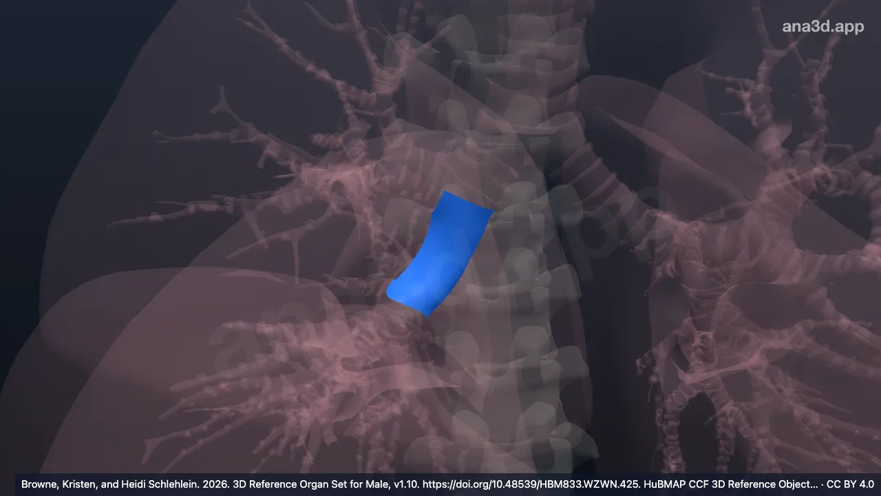 Modèle 3D : Bronche interlobaire droite