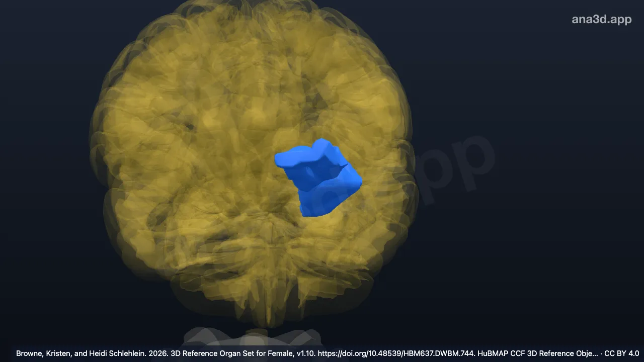 3D-Modell: Linker Gyrus orbitalis intermedius