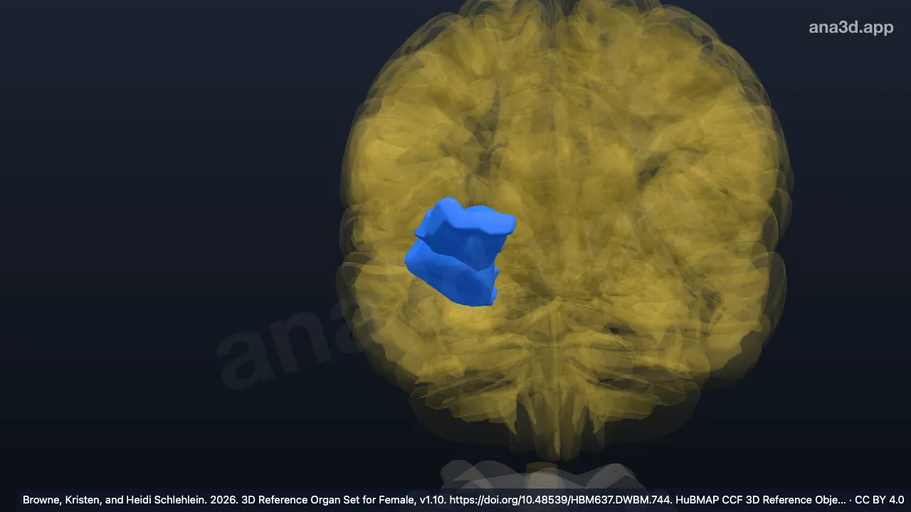 Modelo 3D: Giro orbital intermédio direito