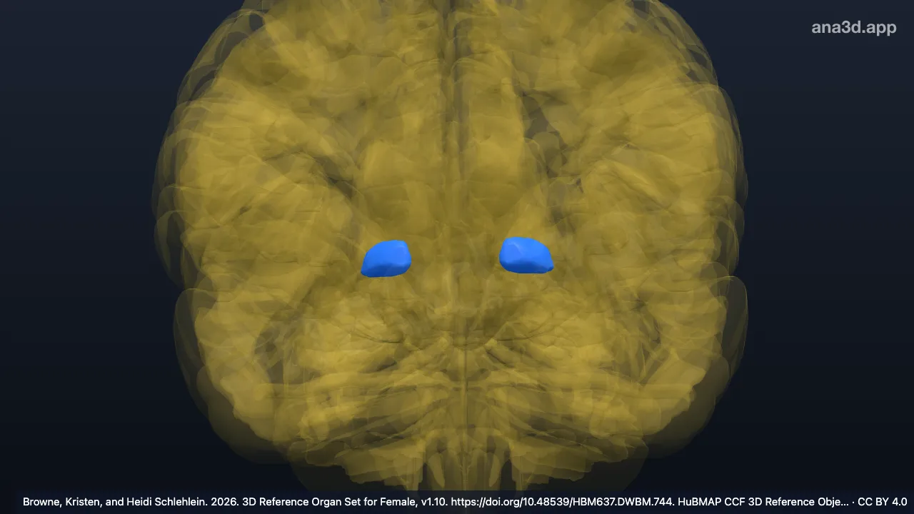 3D model: internal segment of globus pallidus