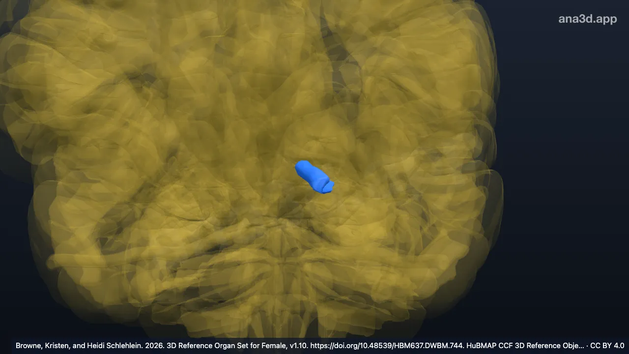 Model 3D: Ismus girus cinguli kiri