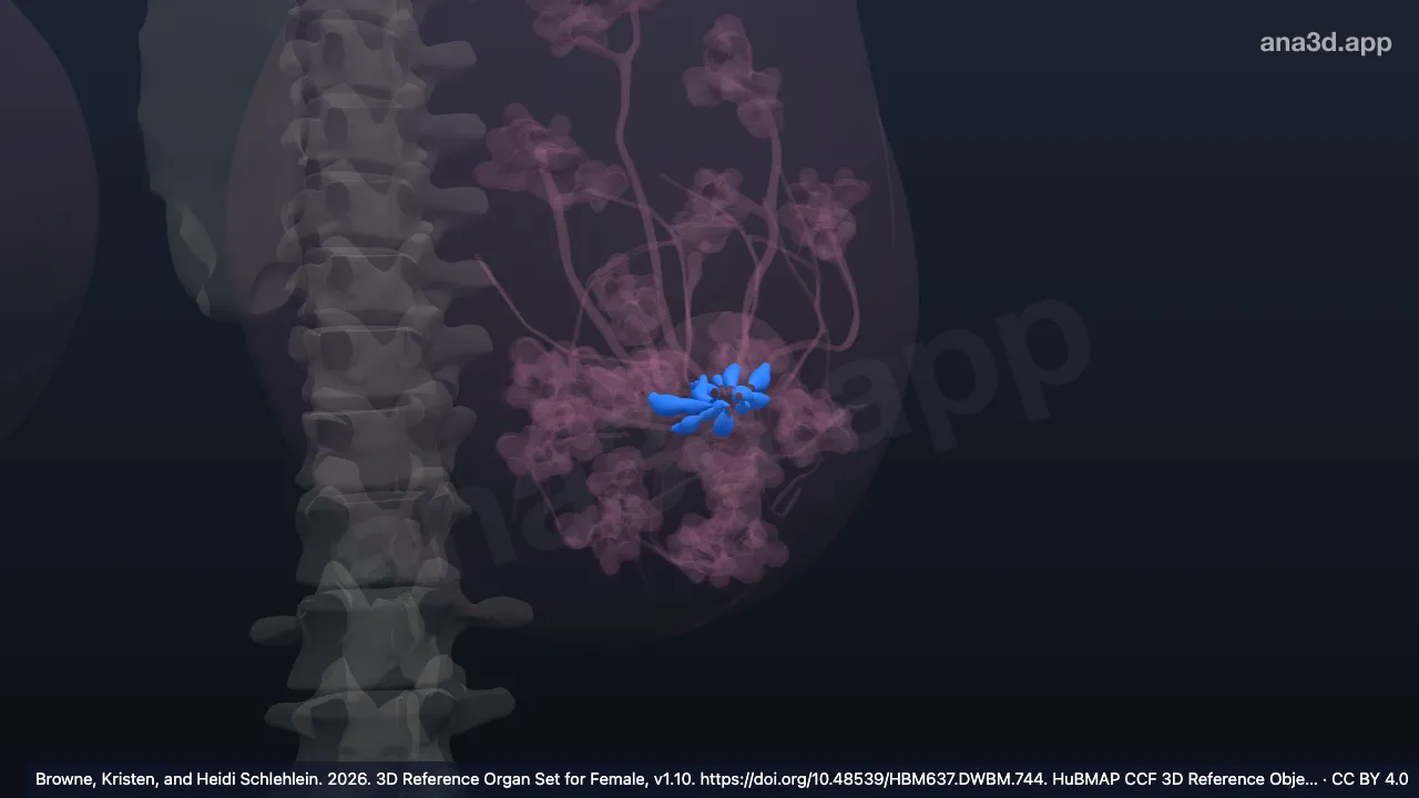Modelo 3D: Seno lactífero izquierdo
