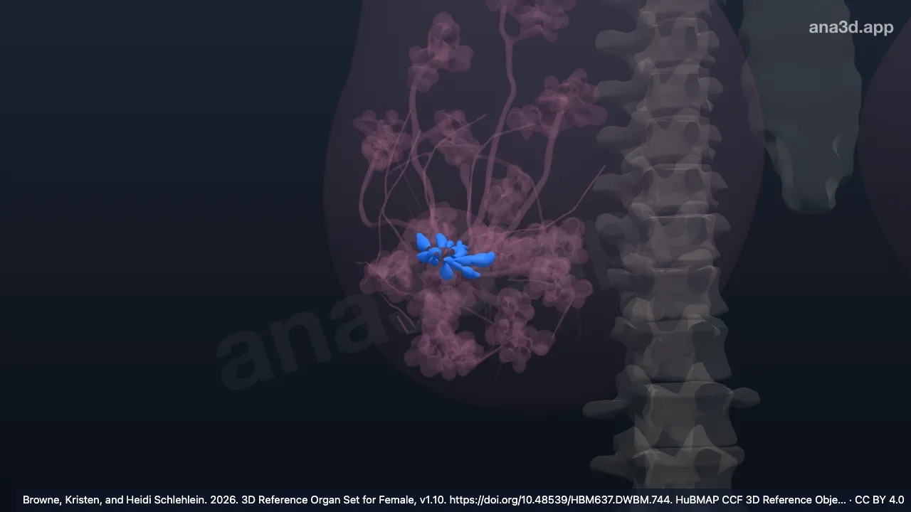Modelo 3D: Seno lactífero derecho