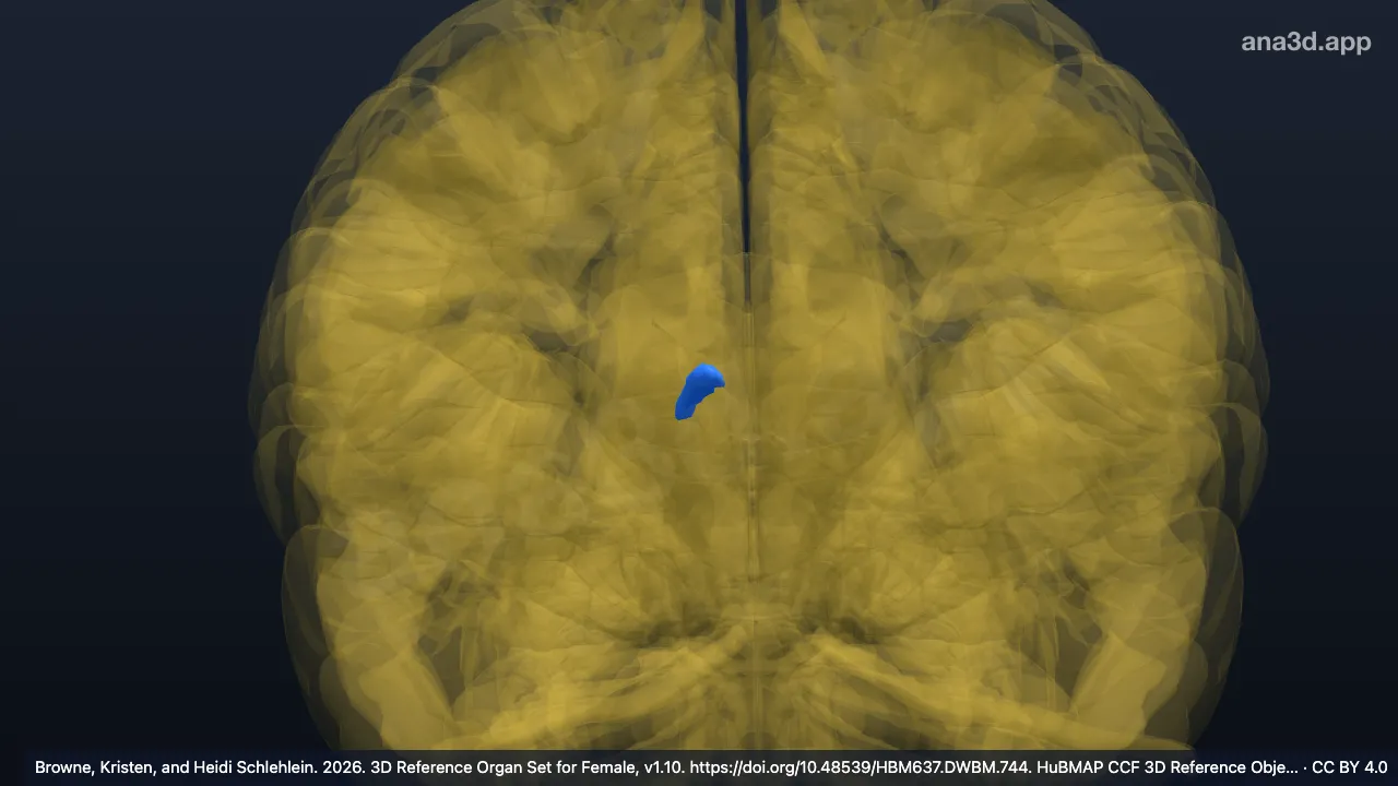 Modelo 3D: Núcleo dorsal lateral del tálamo derecho