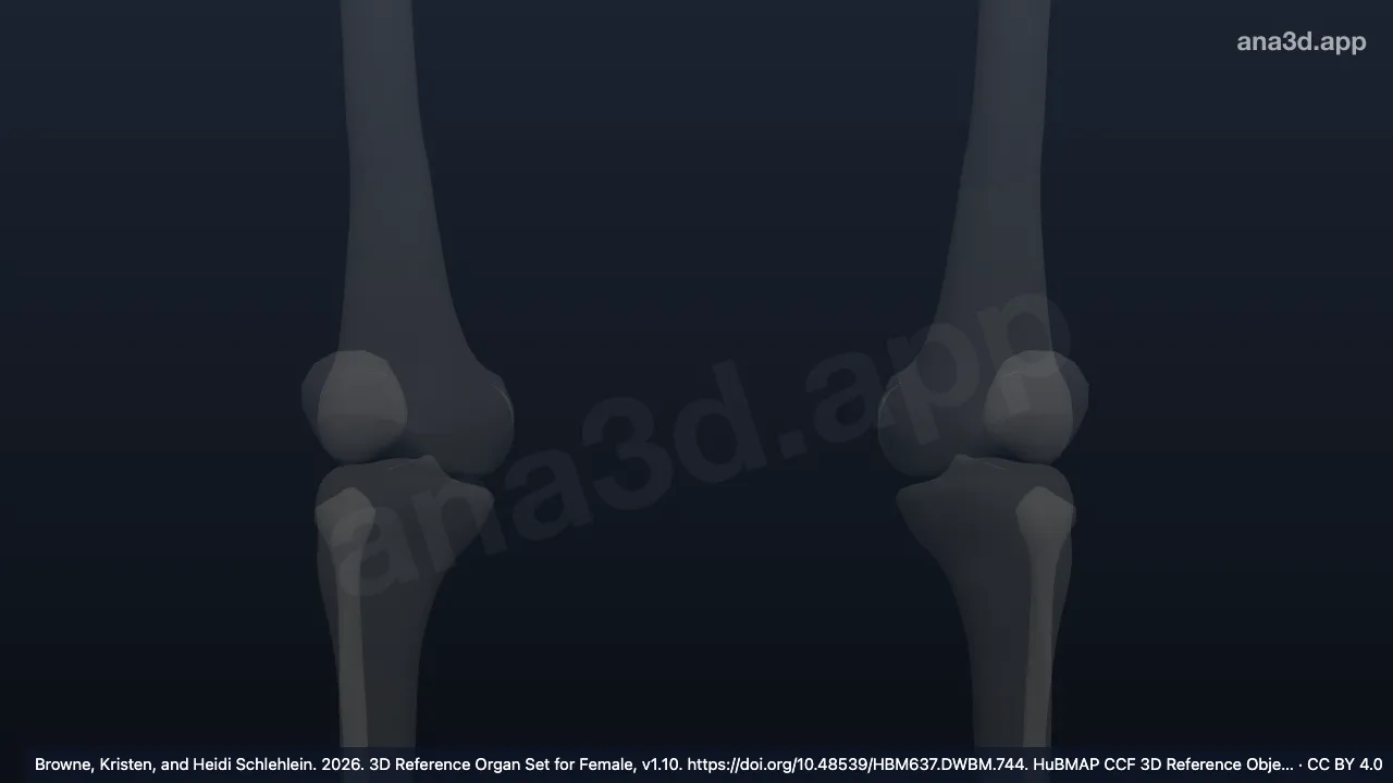 3D-Modell: Enthese des Epicondylus lateralis