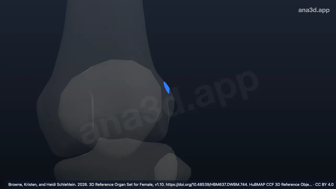 Model 3D: Entesis epikondilus lateralis kiri
