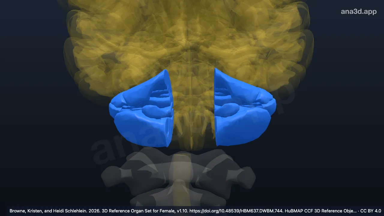 3D model: lateral hemisphere of cerebellum