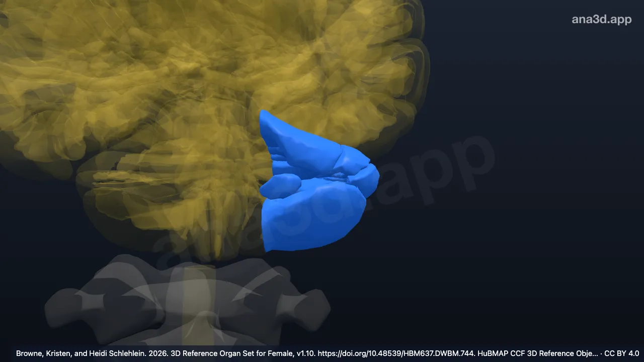 3D 模型：左小脑外侧半球