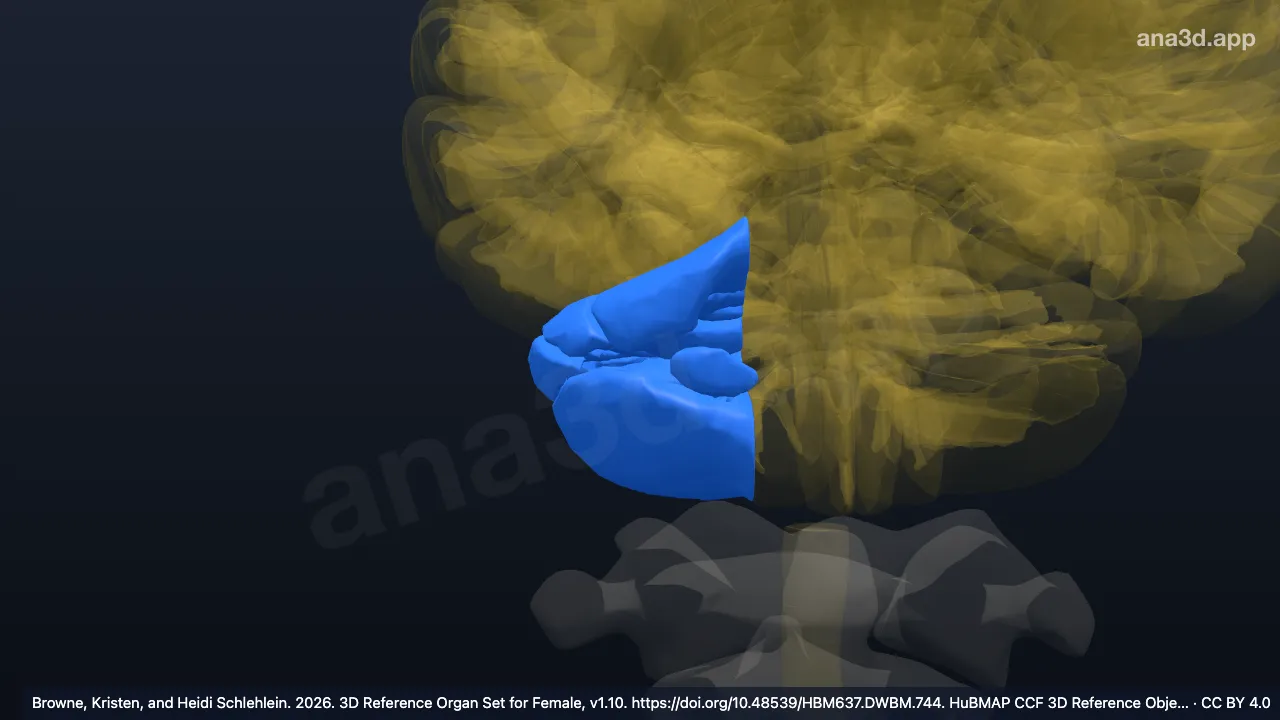 3D 模型：右小脑外侧半球