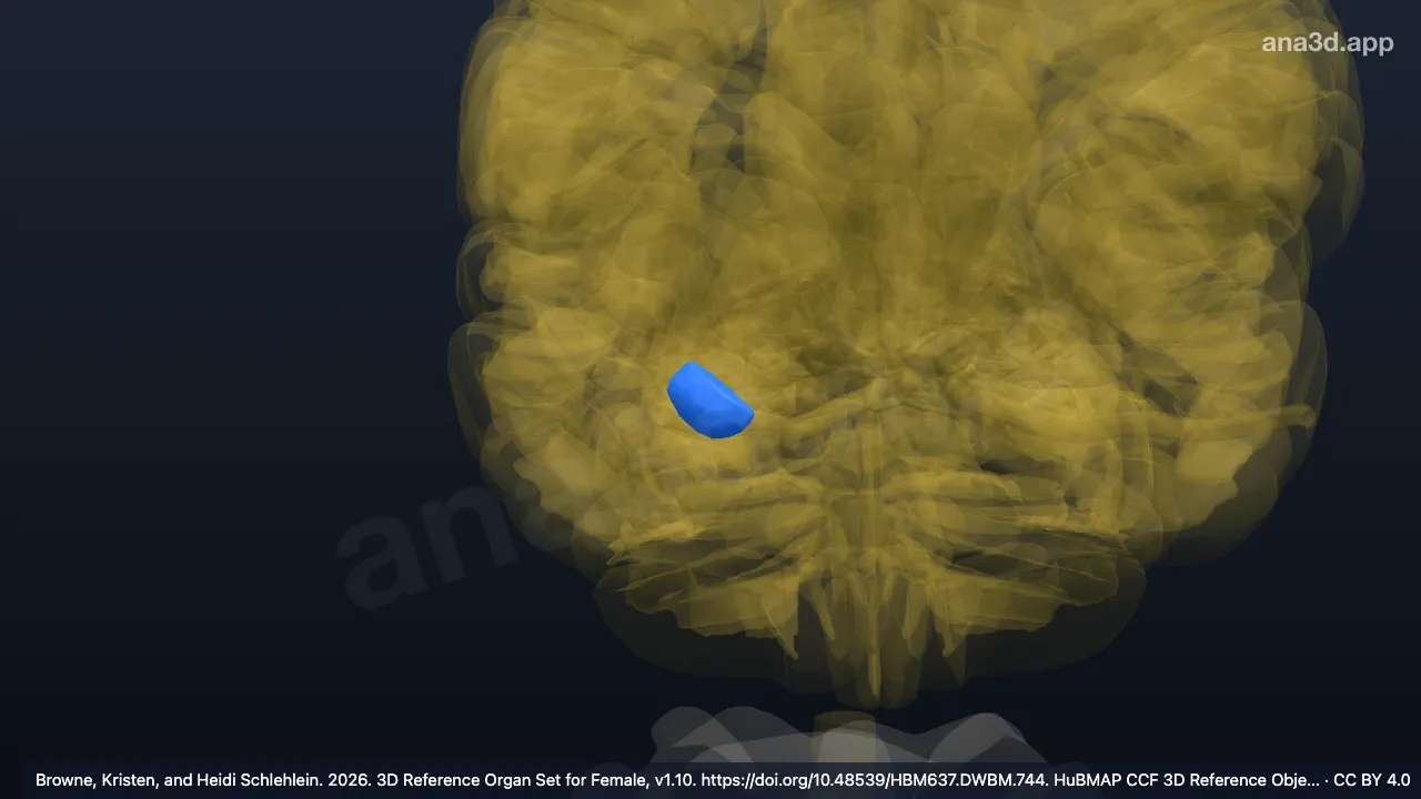 3D-Modell: Rechter Nucleus lateralis