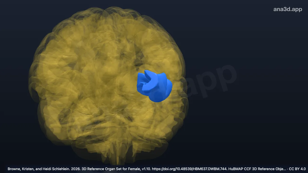 Modelo 3D: Giro orbitario lateral izquierdo